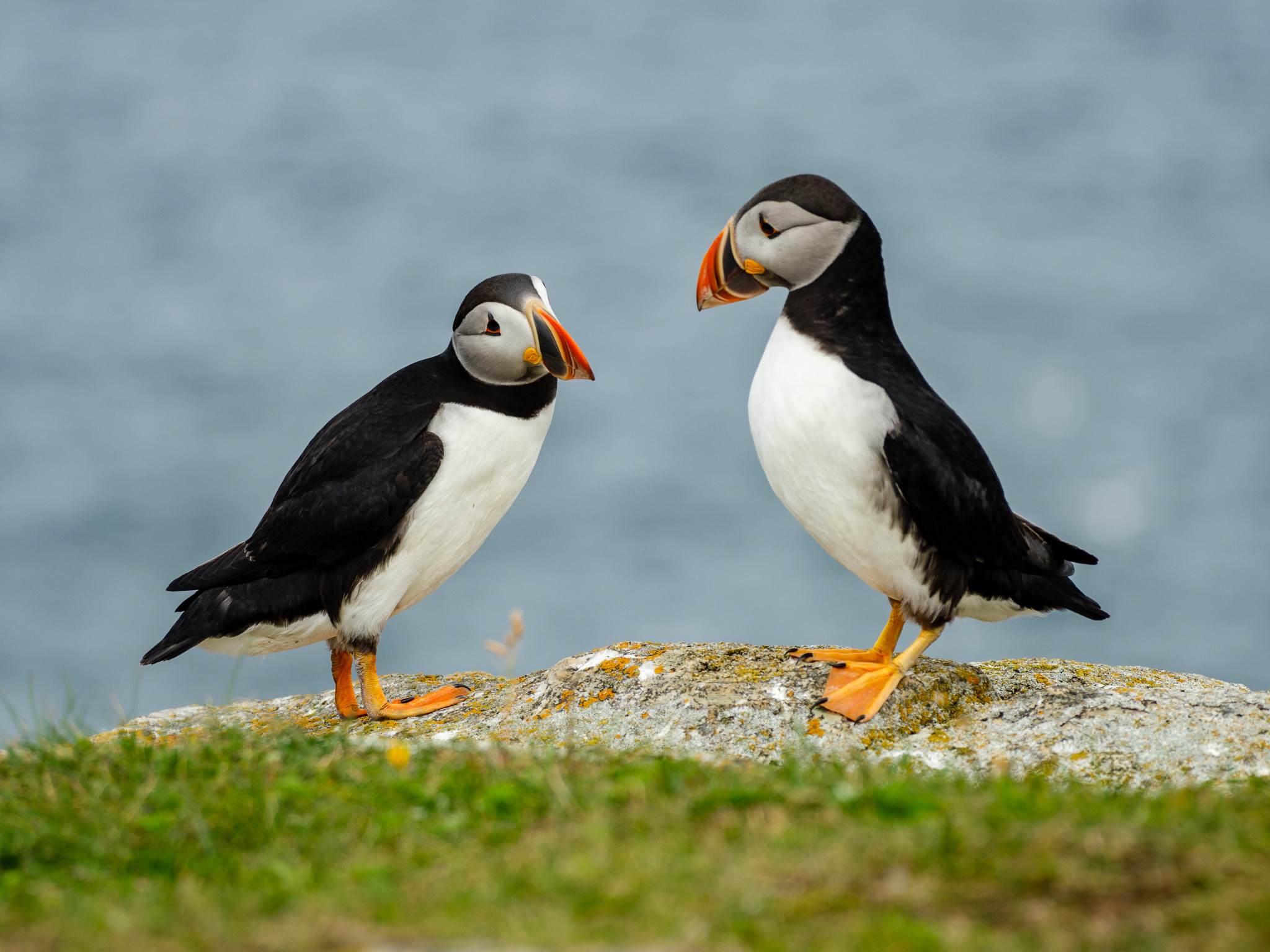 puffins-1