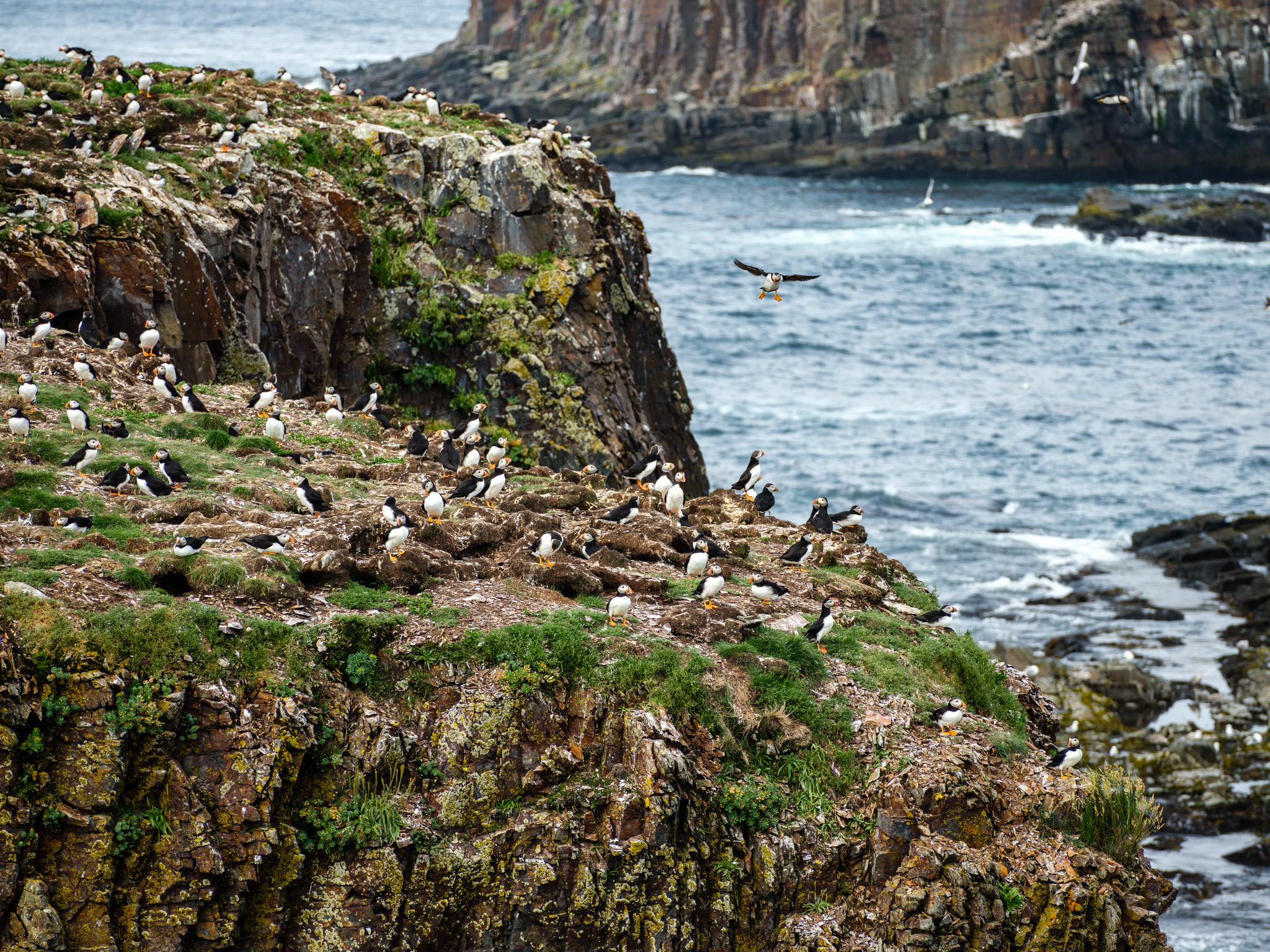 puffins-13