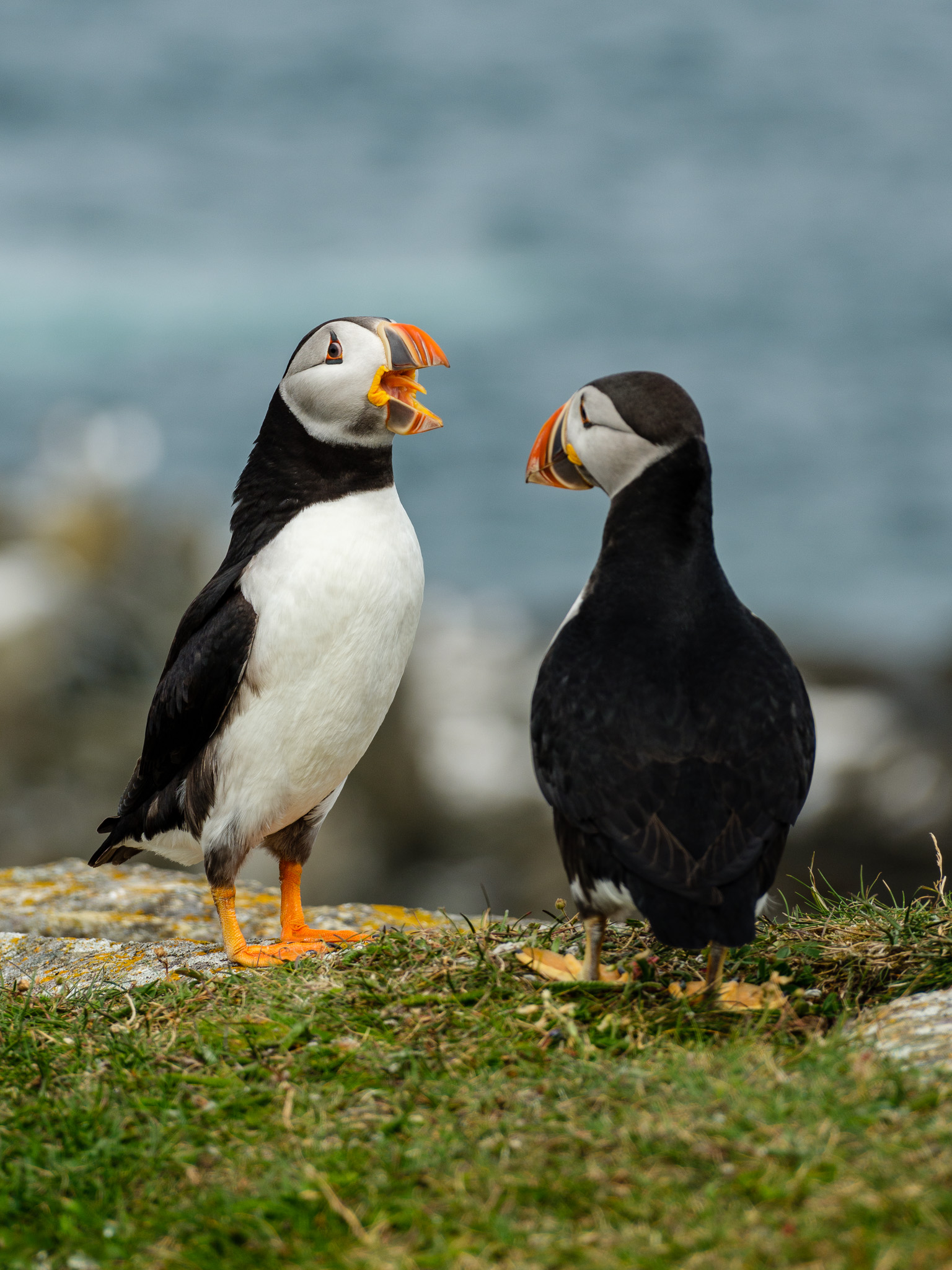 puffins-3