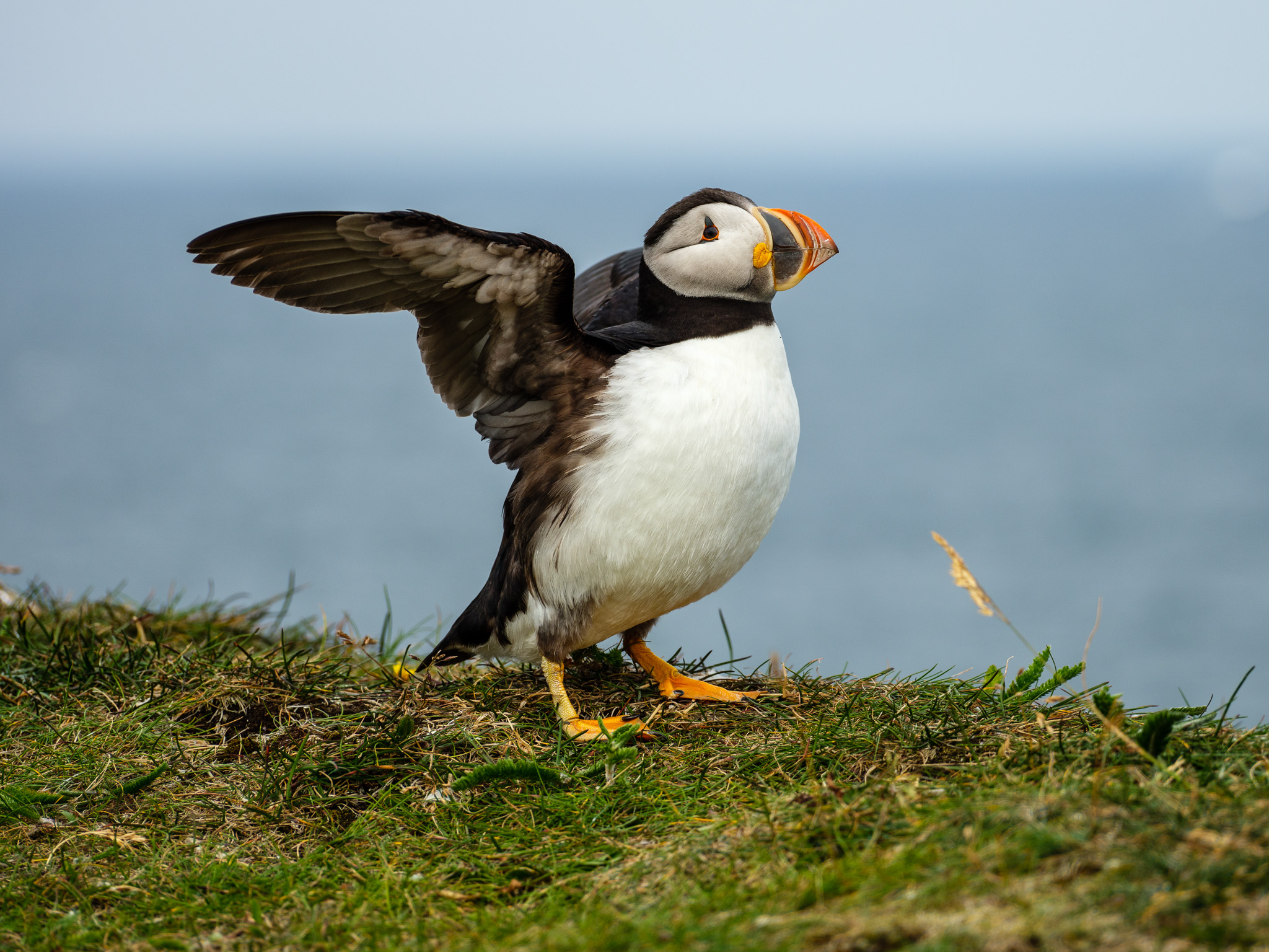 puffins-4