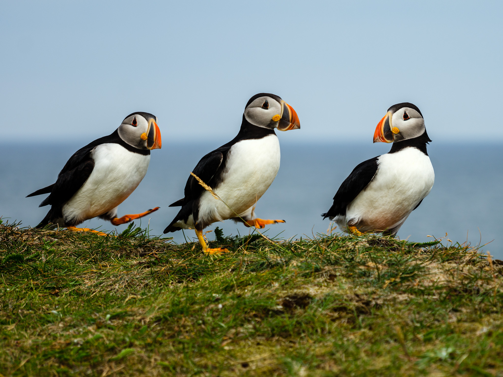 puffins-5
