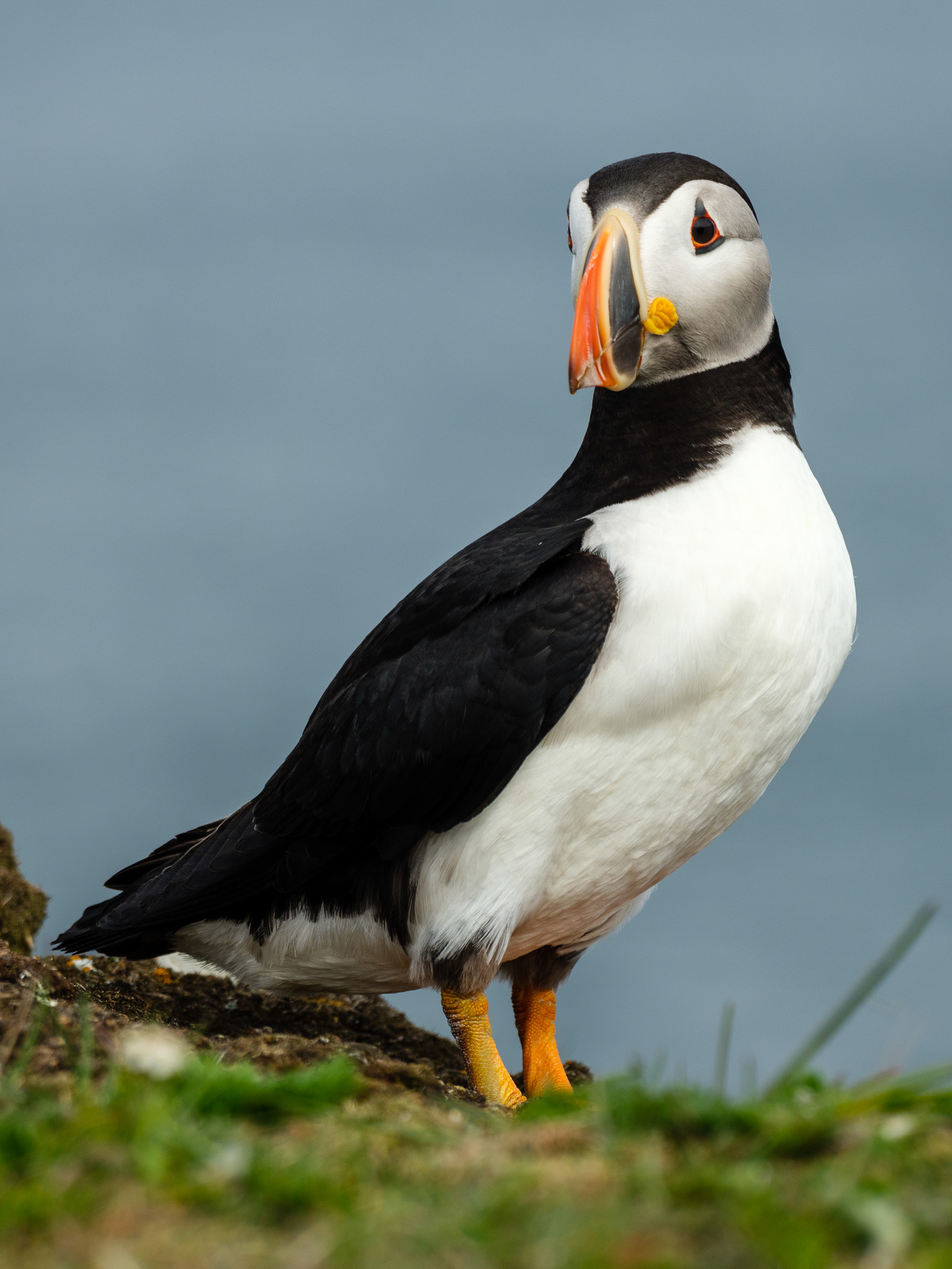 puffins-7