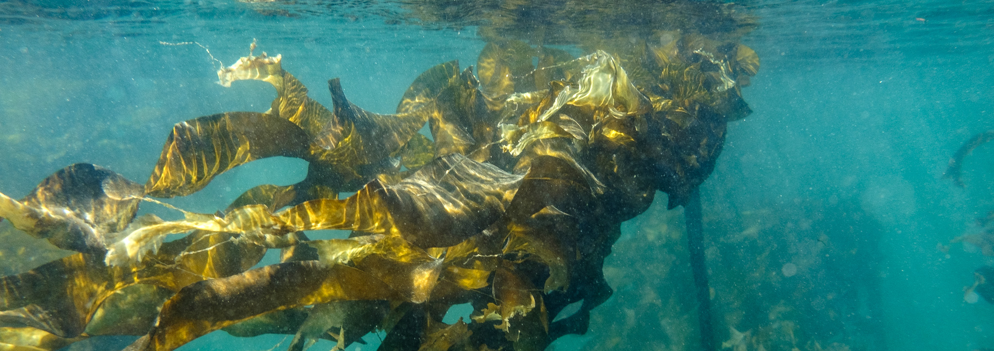 Kelp season